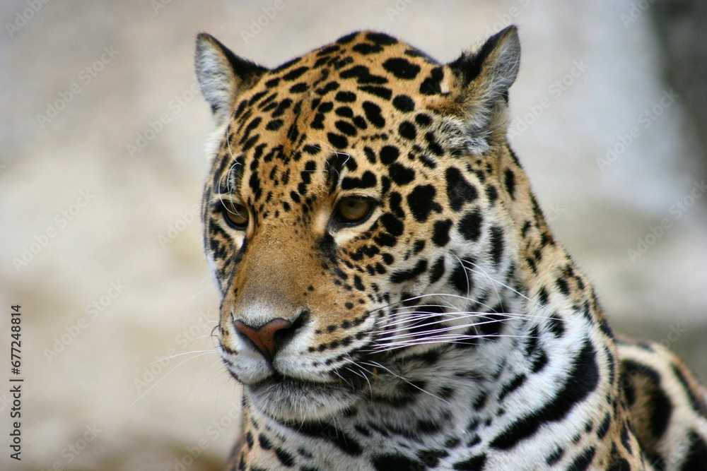 Obraz premium Portrait of a Jaguar in a white background