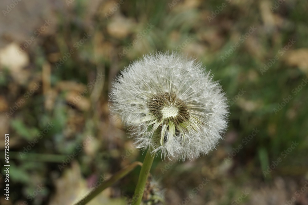 Closeup shot of a dandelion with seeds