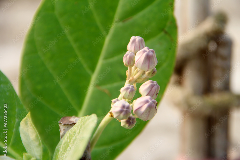 Calotropis gigantea plant, with fruit and flowers. Crown flower. leaves of the Cotinus coggygria. Calotropis gigantea plant, with fruit and flowers. Crown flower. leaves of the Cotinus coggygria.