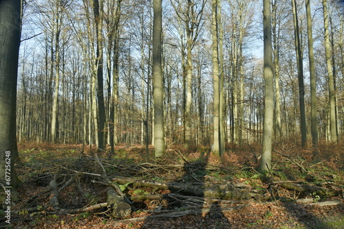 Jeunes hêtres au troncs très élancés dans la forêt de Soignes en fin d'automne à Groenendael au sud-est de Bruxelles photo