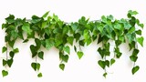 Green leaves Javanese treebine or Grape ivy (Cissus spp.) jungle vine hanging ivy plant bush isolated on white background with clipping path