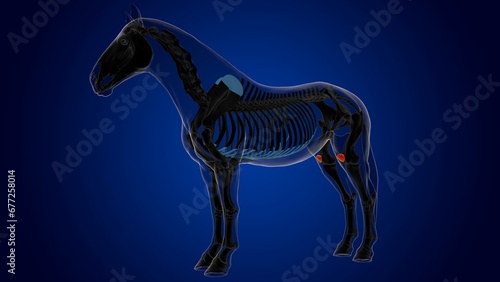 Patella bone horse skeleton anatomy for medical concept 3D Illustration