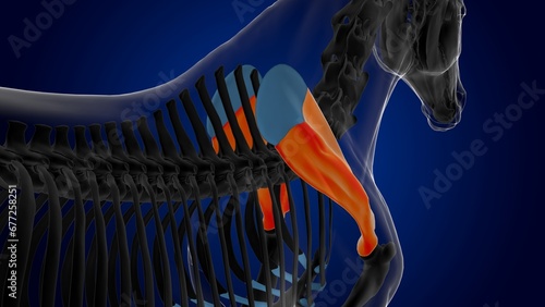 Scapula bone horse skeleton anatomy for medical concept 3D Illustration