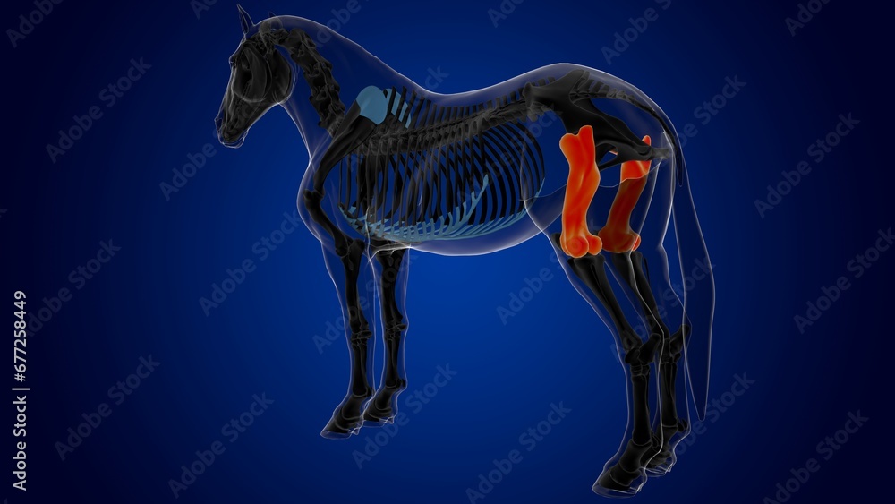 Femur bone horse skeleton anatomy for medical concept 3D Illustration