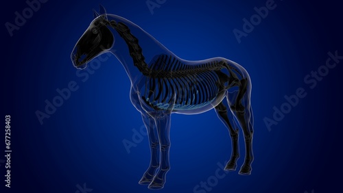 costal cartilage horse skeleton anatomy for medical concept 3D Illustration