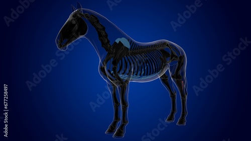 Fibula bone horse skeleton anatomy for medical concept 3D Illustration