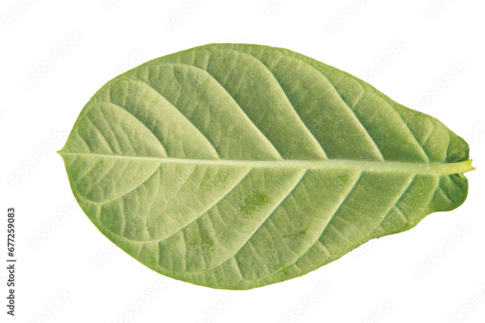 Obraz premium Calotropis gigantea plant, with fruit and flowers. Crown flower. leaves of the Cotinus coggygria.