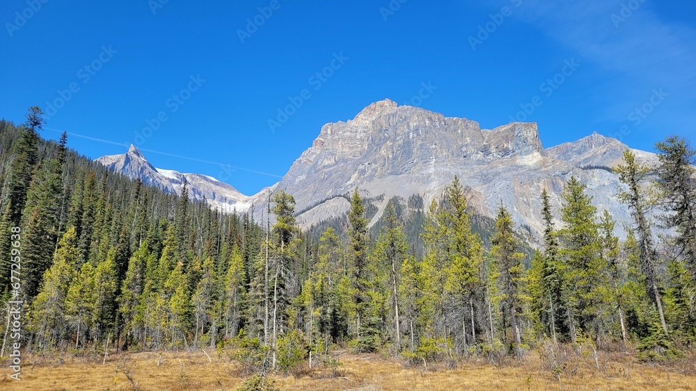 Landscape view of the fir forest trees and mountains against a blue sky