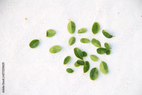 Close up Moringa leaves isolated on white background. Drumstick leaf isolated on white background. green leaf wallpapers.