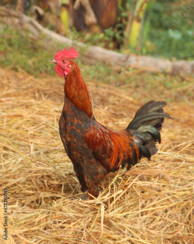 colorful red rooster on the farm with the tuft of feathers on San Juan street 