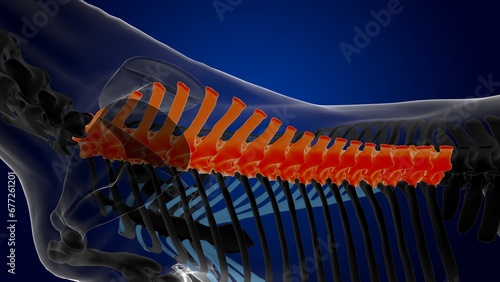 thoracic vertebrae horse skeleton anatomy for medical concept 3D Illustration photo