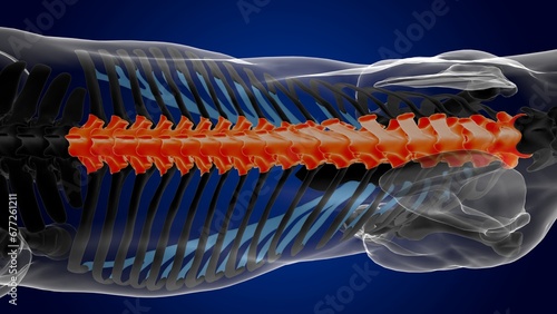thoracic vertebrae horse skeleton anatomy for medical concept 3D Illustration