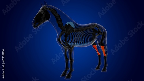 Tibia bone horse skeleton anatomy for medical concept 3D Illustration