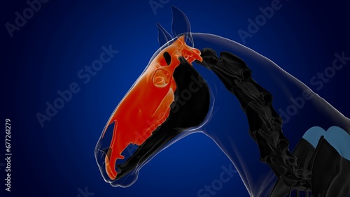 Skull bone horse skeleton anatomy for medical concept 3D Illustration