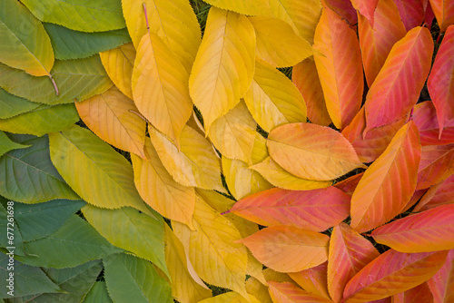 colorful green  red and yellow leaves from the Japanese cherry tree in autumn