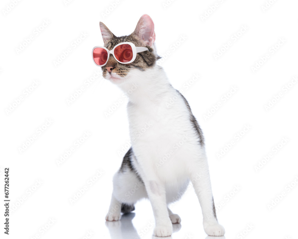 curious metis cat with sunglasses looking to side and standing