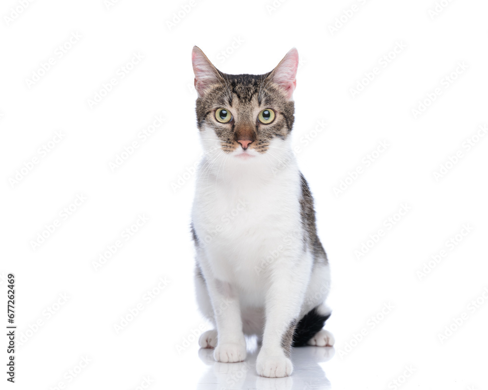 beautiful baby metis cat looking forward and sitting on white background
