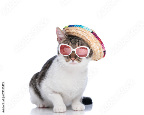 cute metis kitten wearing mexican sombrero and sunglasses © Viorel Sima