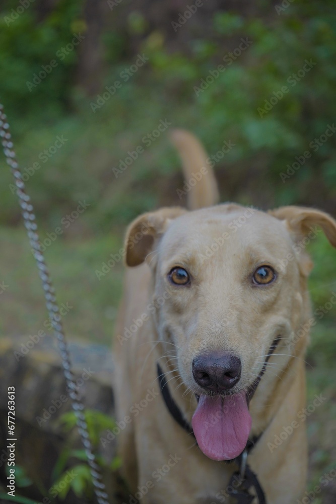 Vertical shot of a cute dog standing and looking at the camera with tongue out on blur background