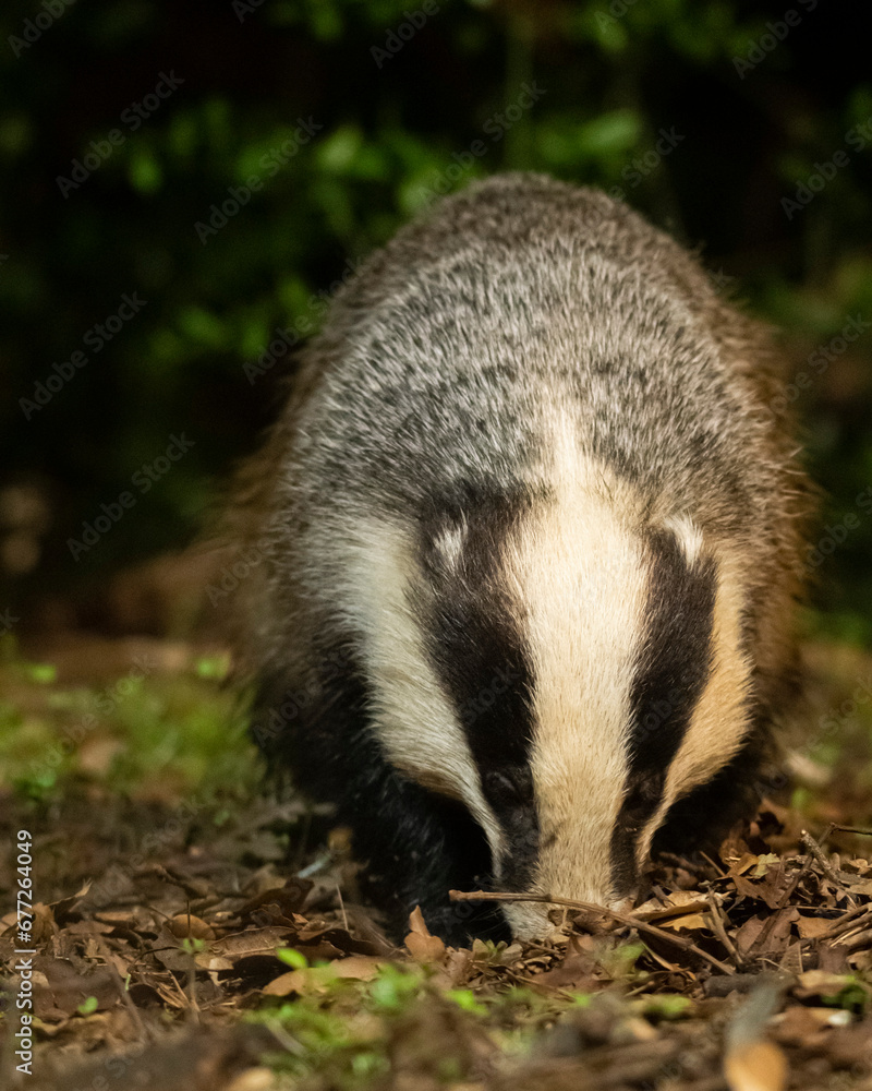 European badger. Tejón. Meles meles. European badger. Tejón. Meles meles.