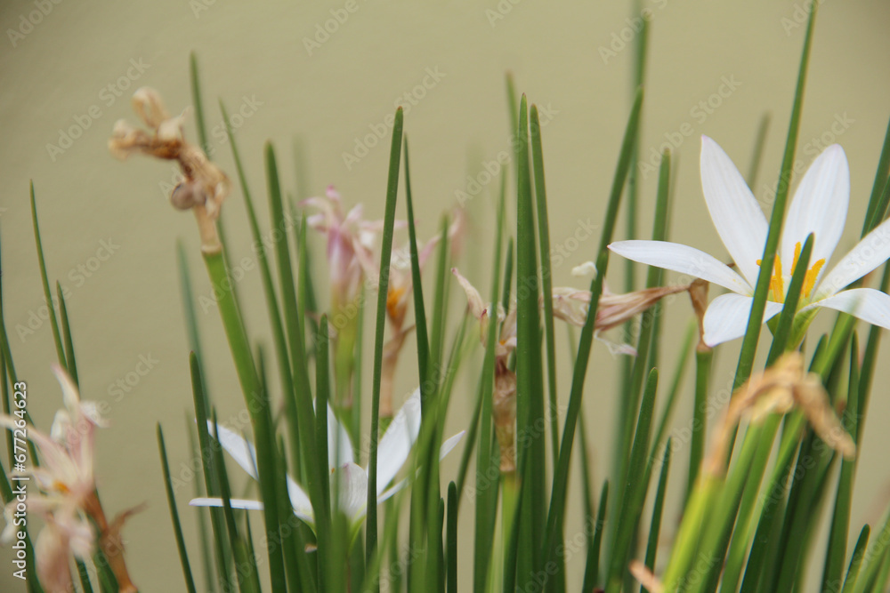 Green tree and white tulip flower layout. Green tree and white tulip flower layout.