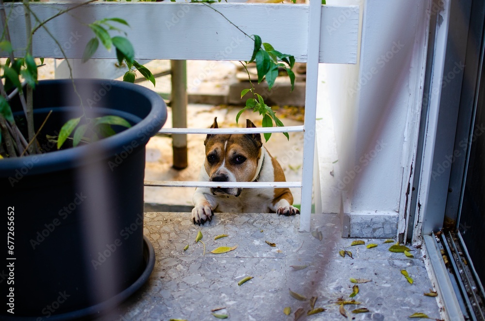 Naklejka premium Brown and white Pitbull dog looking from behind white fence and plant pot