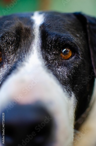 Vertical shot on a black and white dog's face © Wirestock
