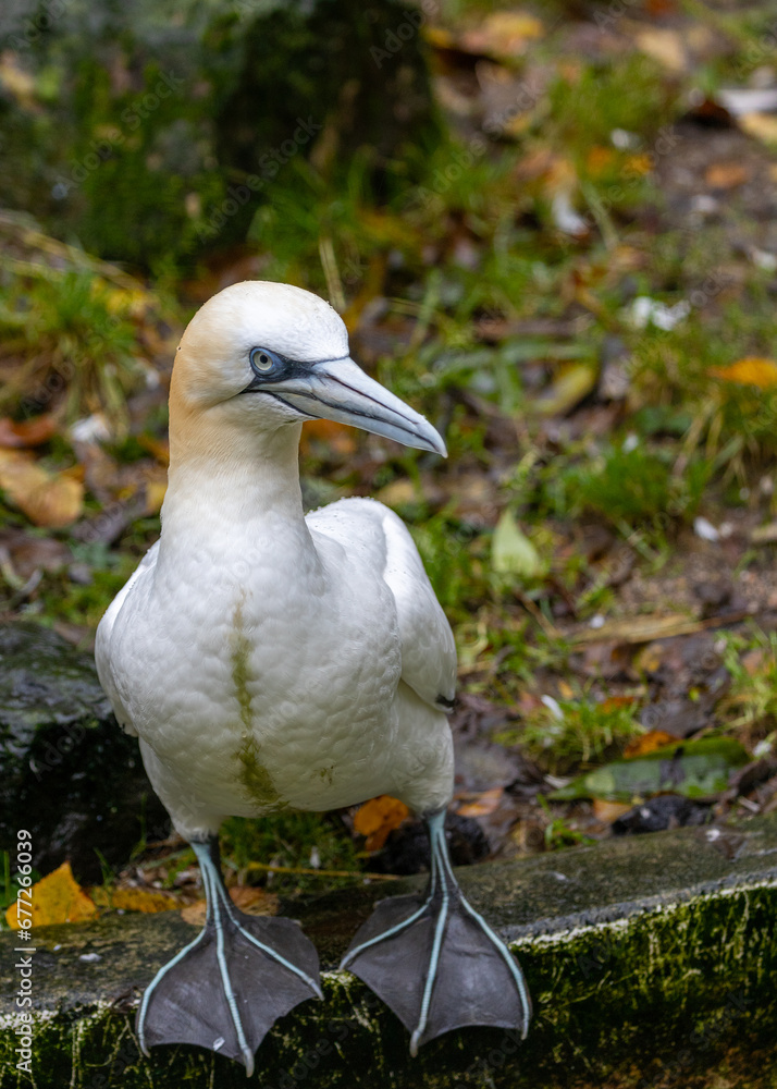 Obraz premium Morus bassanus, Gannet, spotted off the coast of Dublin, Ireland