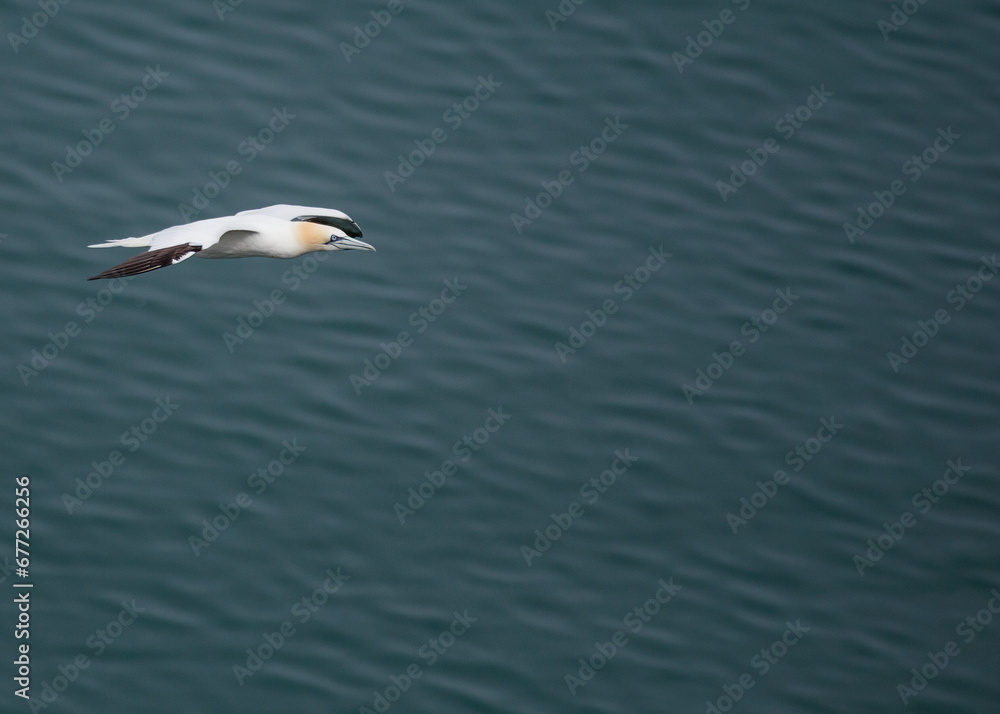 Morus bassanus, Gannet, spotted off the coast of Dublin, Ireland Morus bassanus, Gannet, spotted off the coast of Dublin, Ireland