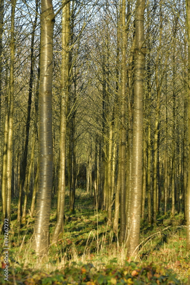 Jeunes hêtres au tronc très élancé dans la forêt de Soignes à Groenendael au sud-est de Bruxelles Jeunes hêtres au tronc très élancé dans la forêt de Soignes à Groenendael au sud-est de Bruxelles