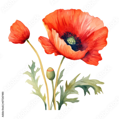 Red Poppy Flower blooming ,illustration watercolor , Flower watercolor poppies have become a symbol of remembrance of soldiers who have died during wartime.