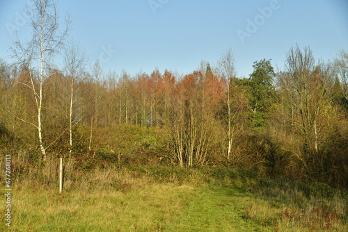 Végétation à la fin de l'automne dans l'une des clairières de la forêt de Soignes à Groenendael au sud)est de Bruxelles  photo