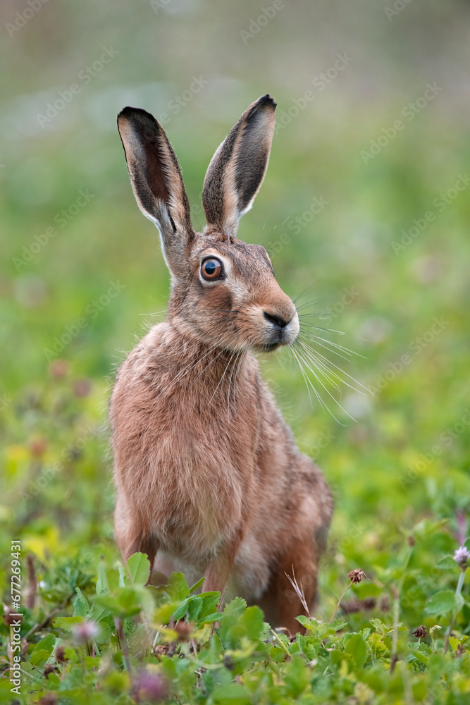 Brown Hare (Lepus europaeus) in summer meadow Brown Hare (Lepus europaeus) in summer meadow