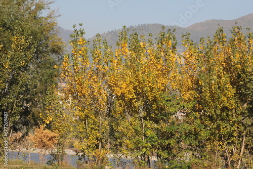 Yallow leaf bloom with trees, yallow leafs in winter season. photo