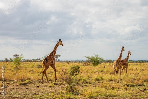 Herd of Giraffes on a savannah field under a cloudy sky