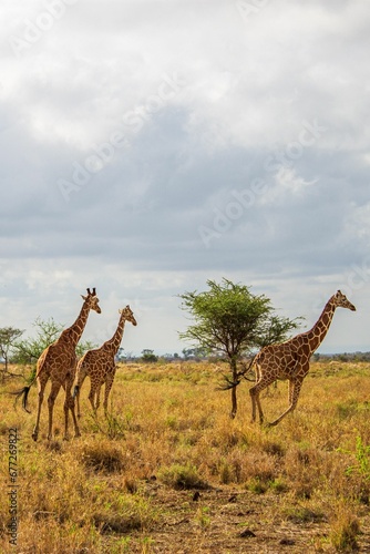 Herd of Giraffes on a savannah field under a cloudy sky © Wirestock