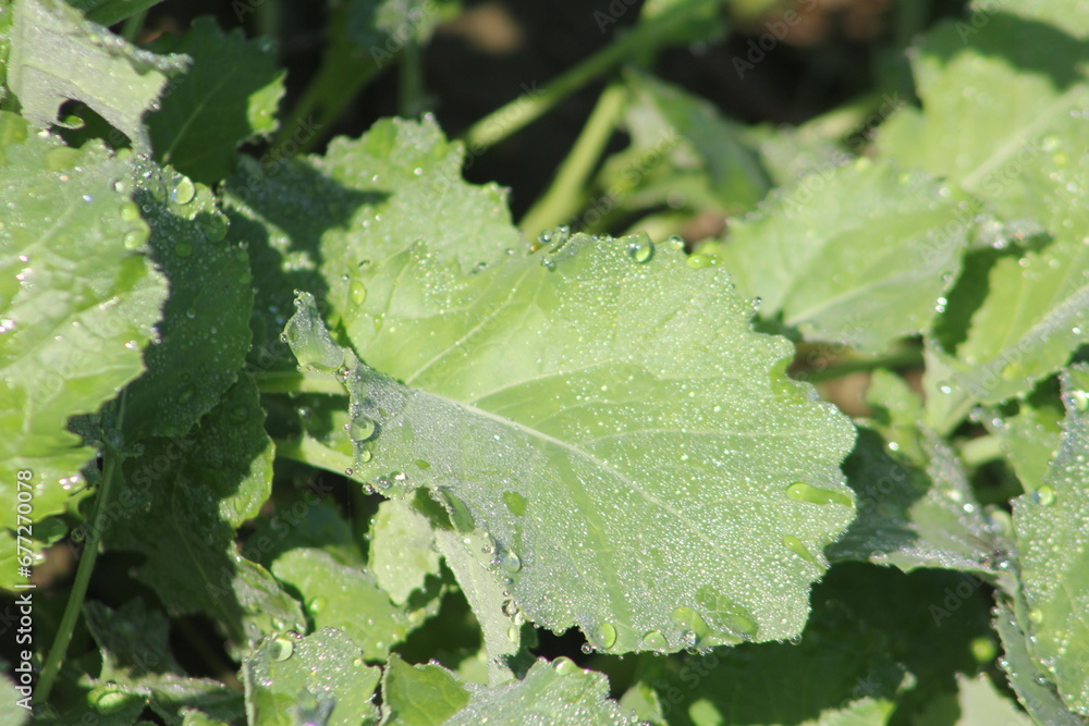 Photo of mustard greens leaf with water drops. Photo of mustard greens leaf with water drops.