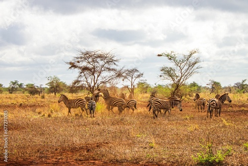Group of zebras in Africa