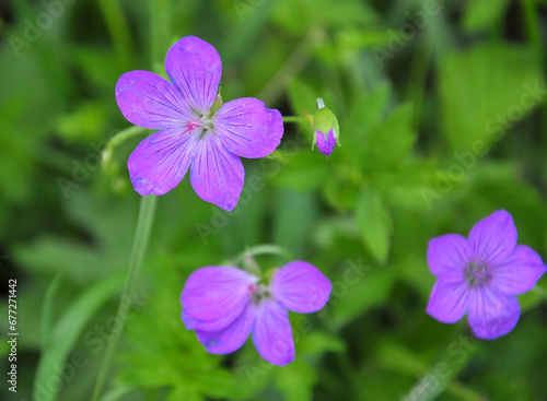 Geranium growing in the wild