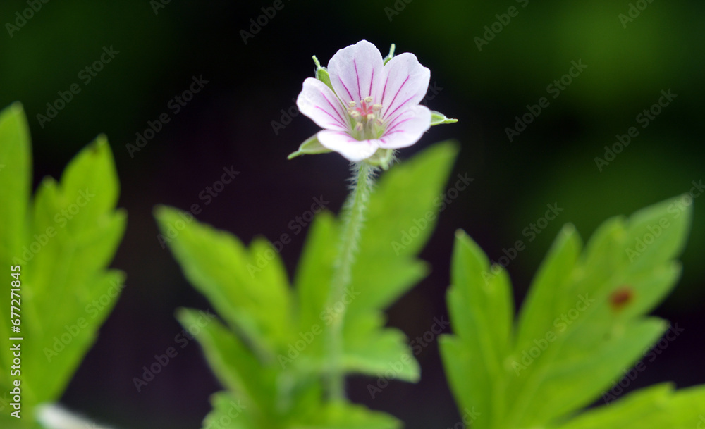 Siberian geranium (Geranium sibiricum) grows in nature Siberian geranium (Geranium sibiricum) grows in nature