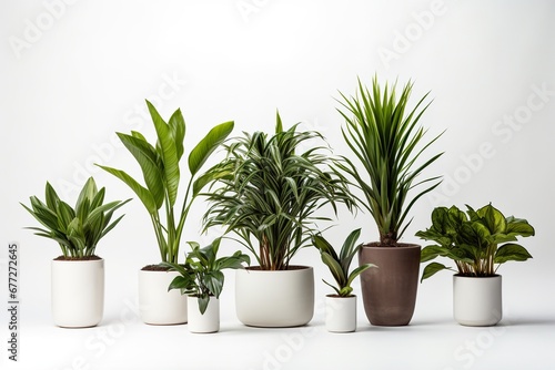 Green Oasis: Potted Plants Collection