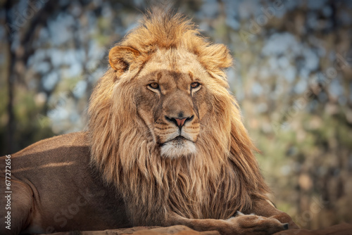 Lion king wildlife African predator outdoor