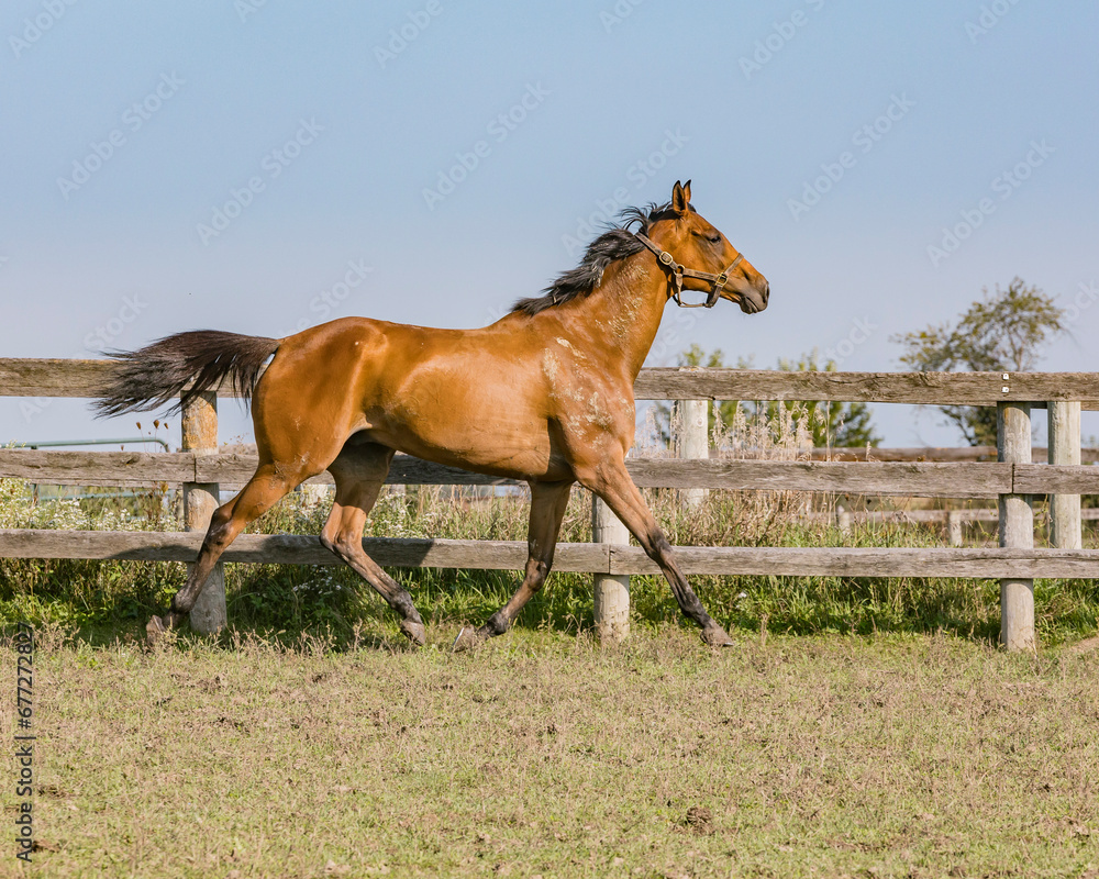 Fototapeta premium A Thoroughbred racehorse in a pasture trotting along a board fence with a blue sky. 