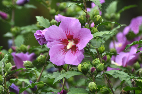 Hibiscus bush blooms in nature