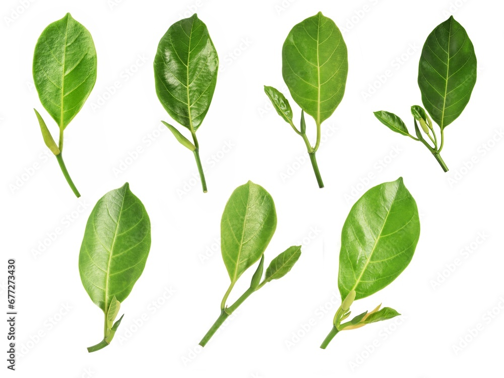 Fototapeta premium green leaves isolated on white