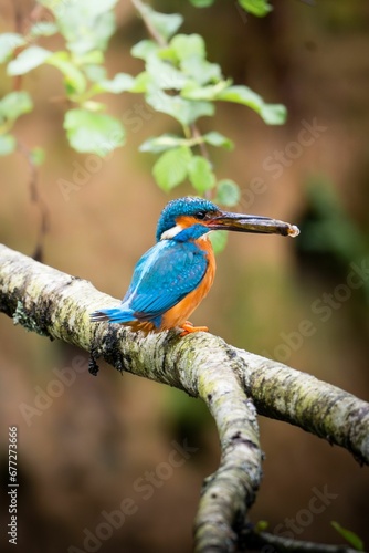 Closeup of a Common kingfisher perched on the branch with a blurry background