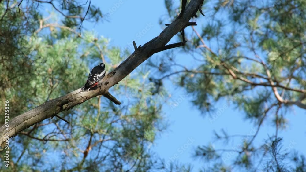 Great spotted woodpecker male bird sitting on the branch in pine forest looking for food. Dendrocopos major - medium-sized woodpecker with pied black and white plumage and a red patch on lower belly