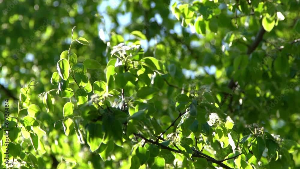 Green leaves. White appletree blossoms sway in the wind. Spring flowering garden. Floral natural background. Delicate flowers in the sunlight day. Blur bokeh nature. Flower bloom bud Leaf closeup Green leaves. White appletree blossoms sway in the wind. Spring flowering garden. Floral natural background. Delicate flowers in the sunlight day. Blur bokeh nature. Flower bloom bud Leaf closeup