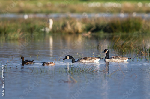 Canada Goose, Branta canadensis birds on Marshes at winter time