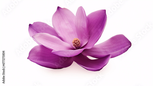A lavender Magnolia felix, isolated on a white backdrop. © ckybe
